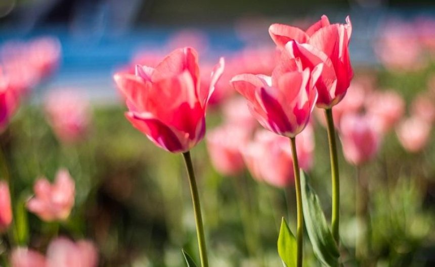Как выглядит выставка тюльпанов на Певческом поле (фото, видео)