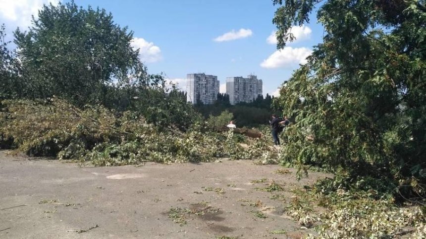 Застройщик Протасова Яра прокомментировал ситуацию с выпиленными деревьями