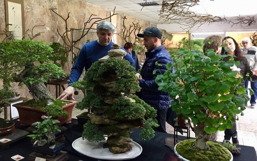 Киевлян приглашают посмотреть на миниатюрные деревья (фото)