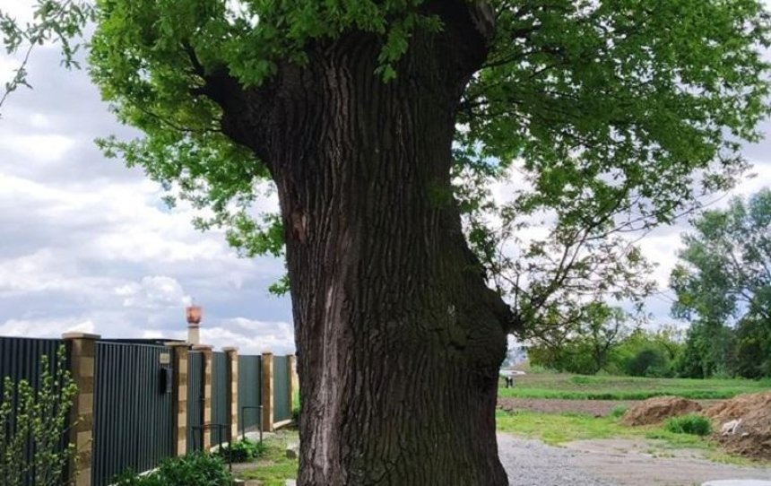 В Киевской области нашли 400-летний дуб