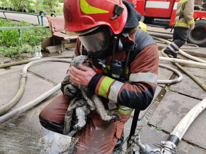 Пожарные спасли кота из горящей квартиры в Деснянском районе