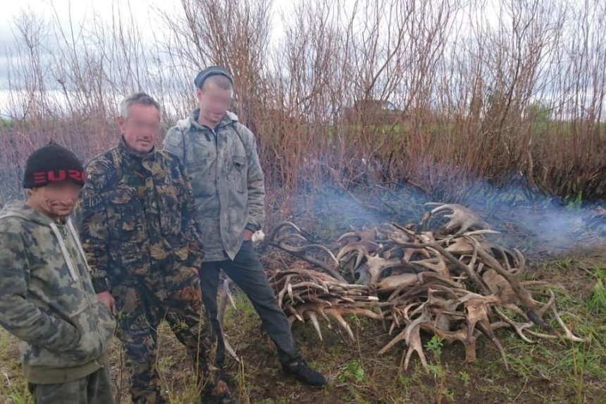 Из Чернобыльской зоны пытались вывезти 60 кг лосиных рогов