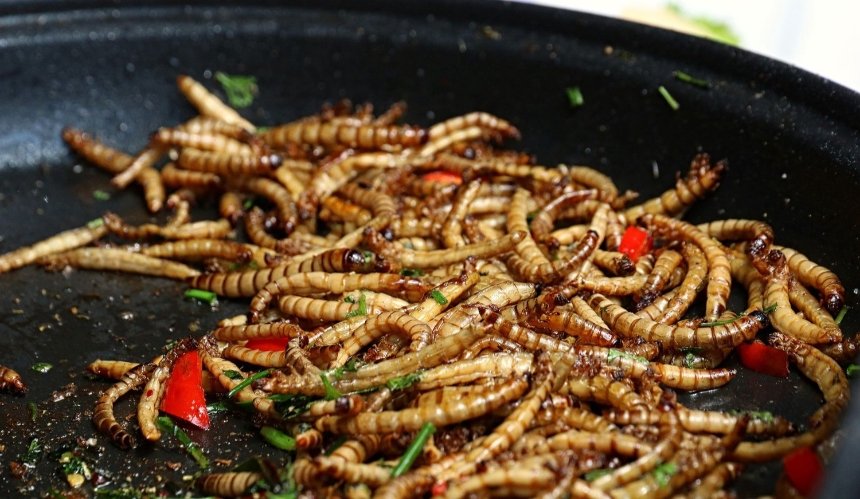 В Евросоюзе разрешили употреблять в пищу насекомых — мучных червей