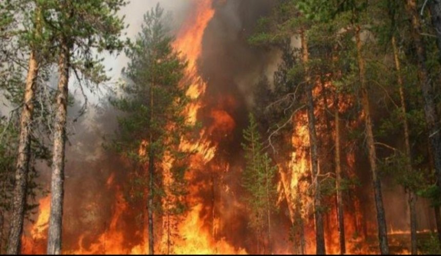 На Київщині горять ліси