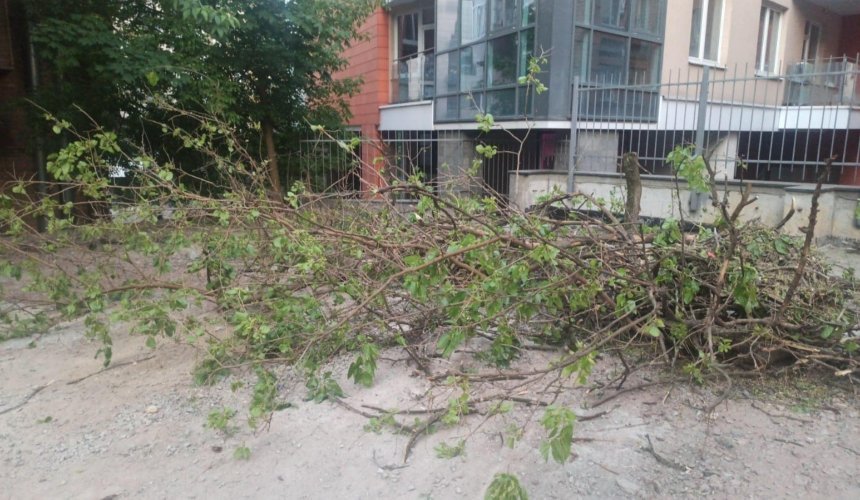 На Січових Стрільців у Києві незаконно вирубуть дерева заради паркінгу 