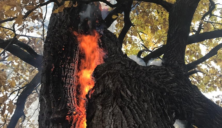 У Голосіївському лісі невідомі підпалюють дерева: фото