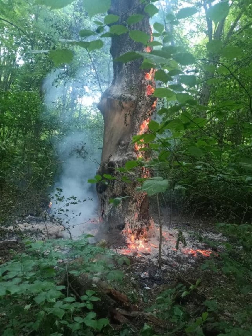 у Голосіївському лісі невідомі підпалювали дерева
