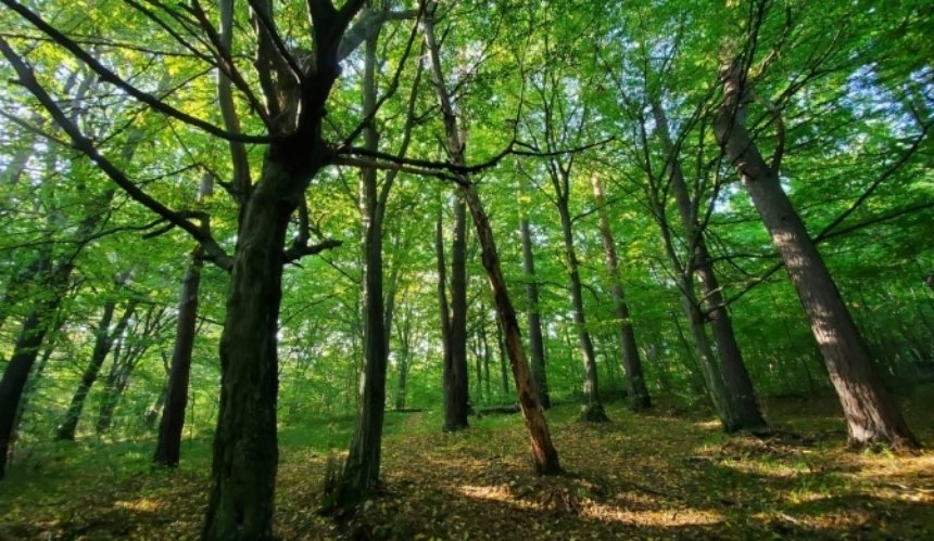 На 1,5 гектарах Біличанського лісу планують вирубати дерева і побудувати пожежне депо
