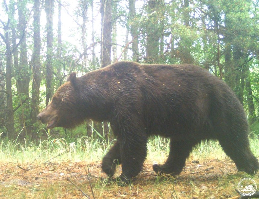 У Чорнобильському заповіднику помітили ведмедів, які шукають самиць