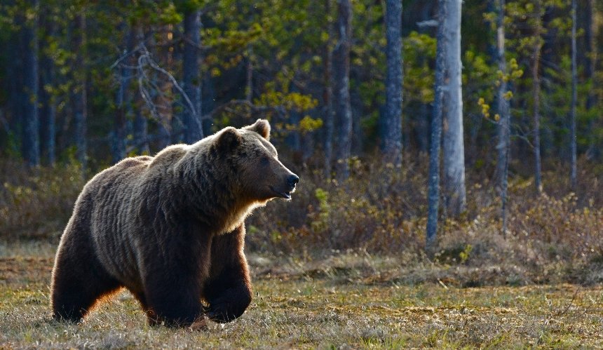 У Чорнобильському заповіднику помітили ведмедів, які шукають самиць: фото