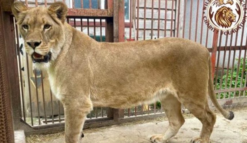 Зооцентр на Київщині шукає віртуального опікуна для левиці: як допомогти