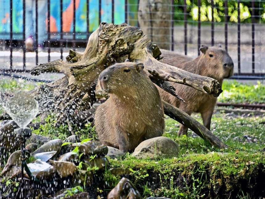 Капібари Київського зоопарку повернулись до свого літнього вольєра: фото