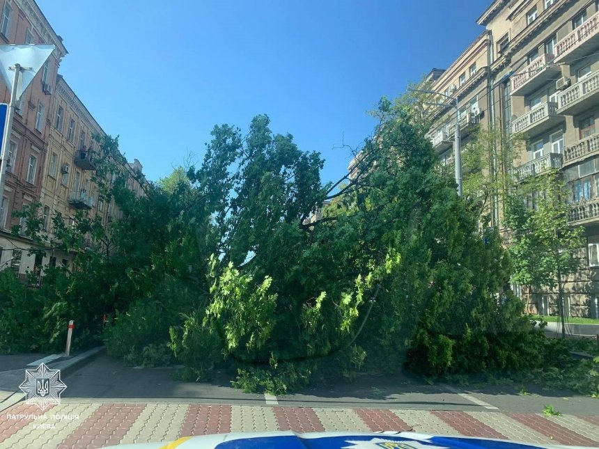 В центрі Києва дерево впало на проїжджу частину