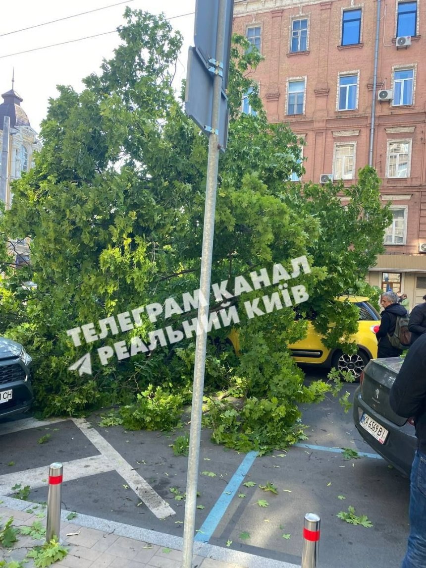 В центрі Києва дерево впало на проїжджу частину