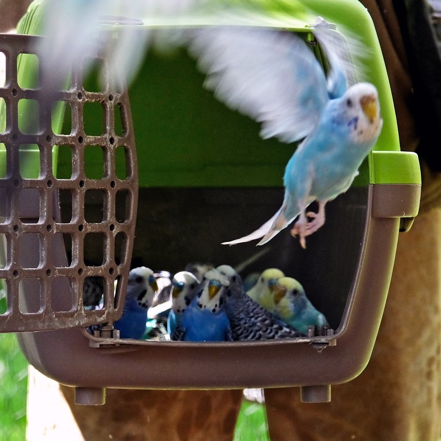 Врятовані хвилясті папуги переїхали у літню фазенду Київського зоопарку