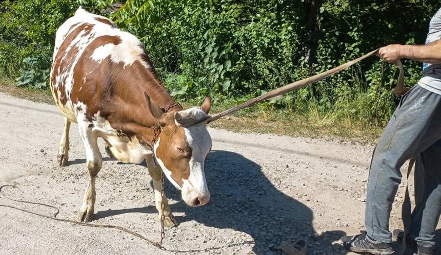 На Київщині рятували теличку з оглядової ями: фото