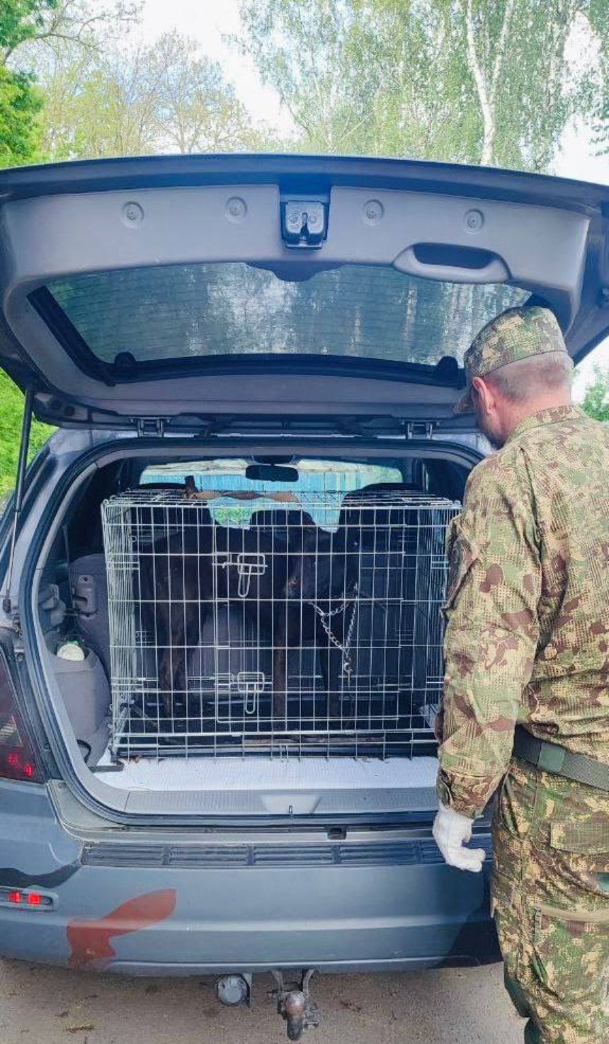 Собаку, який напав на дітей у Броварах на Київщині, передали військовим Нацгвардії: подробиці