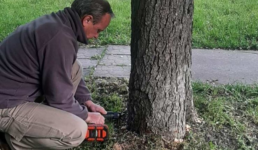 У Києві в парку Перемога роблять уколи в стовбури каштанів: причина