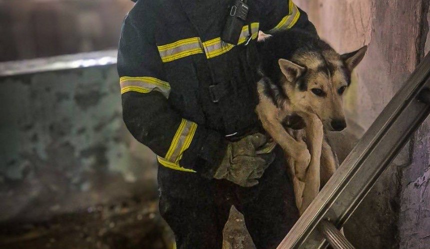 У Білій Церкві на Київщині врятували двох собак із закинутого 12-метрового водогону: фото