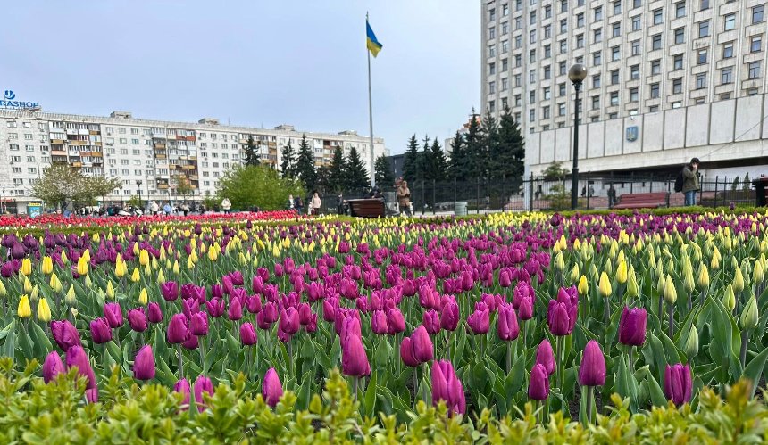 На площі&nbsp;Лесі Українки у Києві розквітли&nbsp;7,500&nbsp;тюльпанів: фото