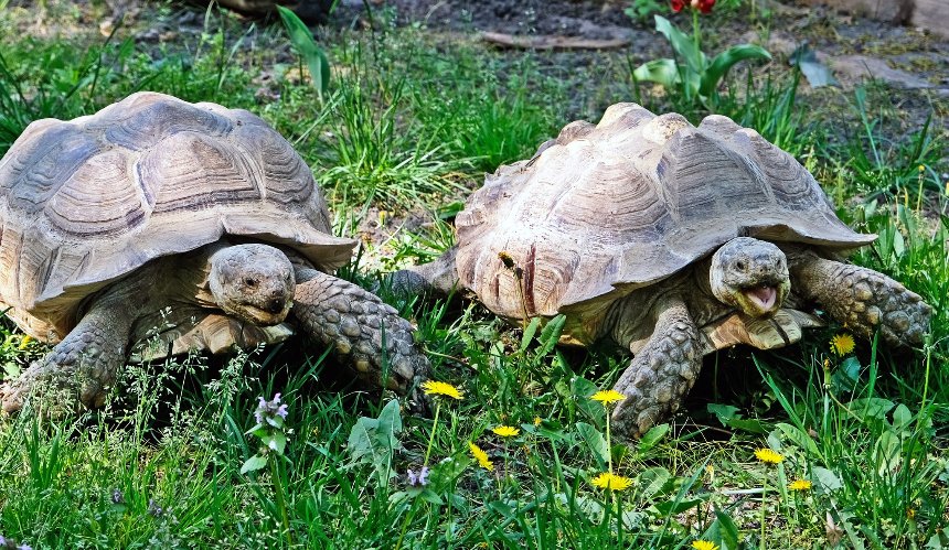 У КиївЗоо врятовані шпороносні черепахи переїхали до літніх фазенд: фото