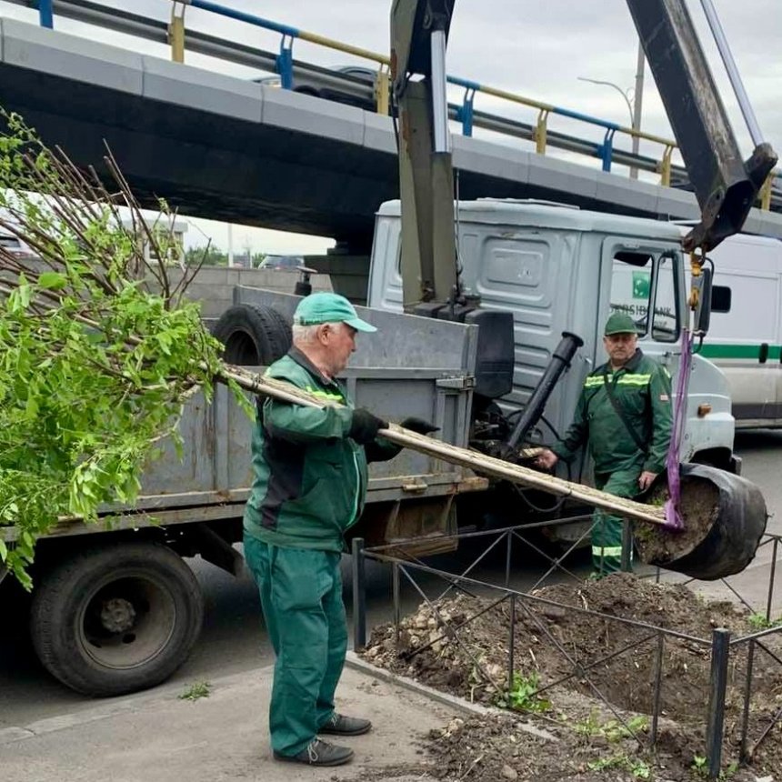 На двох вулицях Києва висадили клени й акації