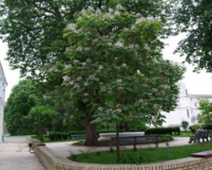 В Лавре зацвело «небесное» дерево