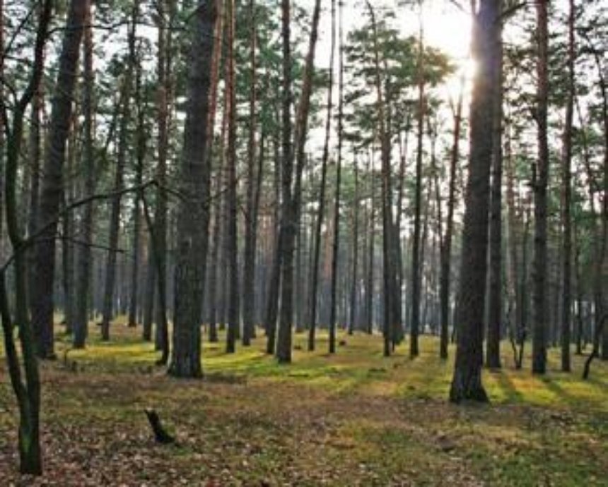 Активисты пресекли попытку "распилить" Беличанский лес, - депутат облсовета