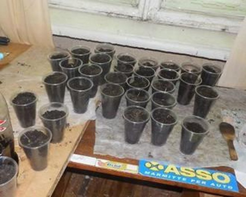 В киевском общежитии студенты выращивали коноплю