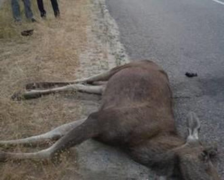 На Киевщине лось перебегал дорогу и попал под машину