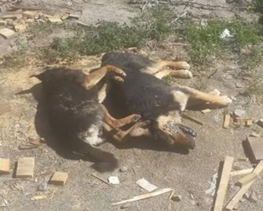 Фотофакт: в Голосеевском районе неизвестные массово травят собак