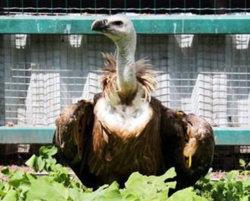 В Киевский зоопарк попала огромная редкая птица