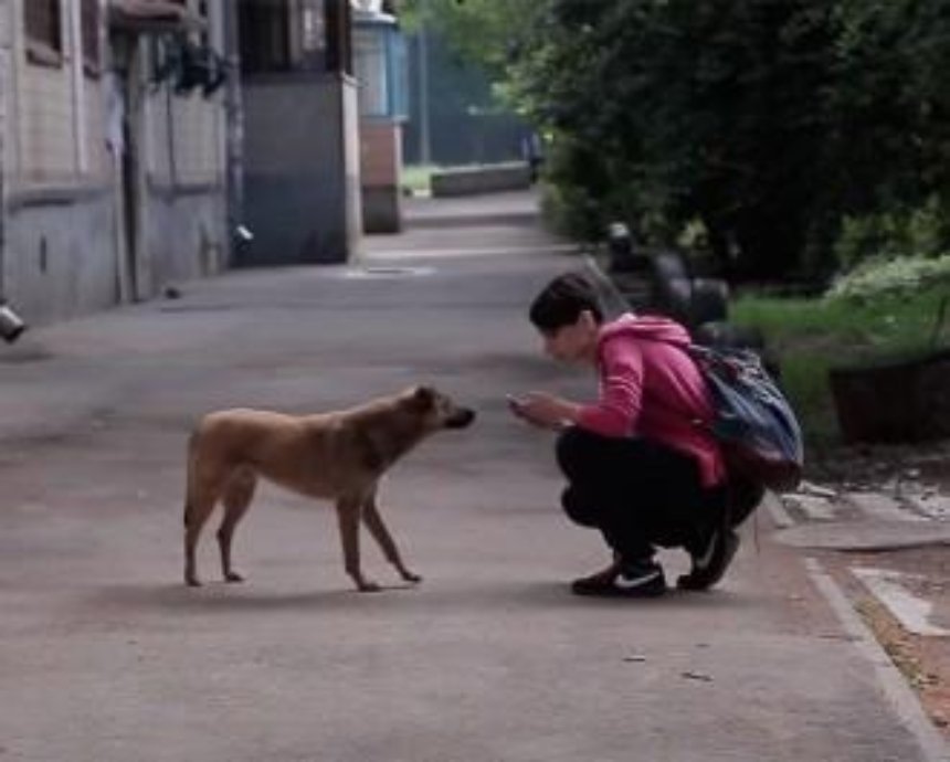 Мобильное приложение, которое помогает бездомным животным (видео)