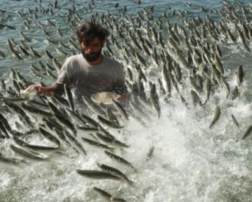 Госрыбагентство запустило онлайн-реестр водоемов, пригодных для рыбного хозяйства