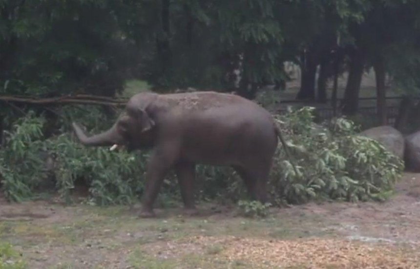 Как животные Киевского зоопарка радовались ливню (видео)