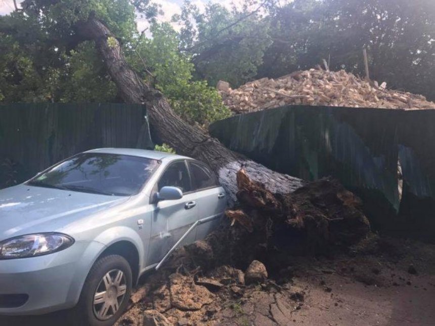 В центре Киева дерево раздавило автомобиль