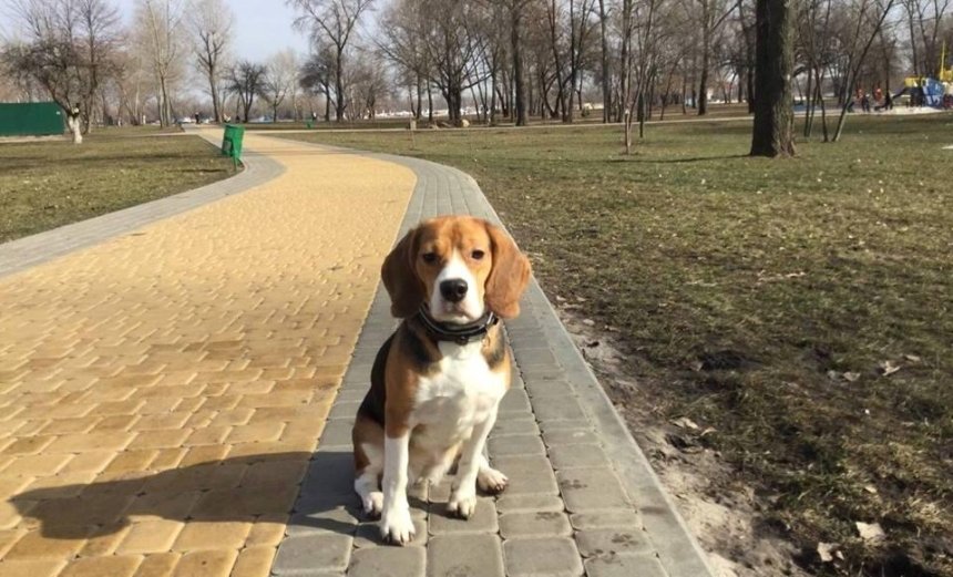 В поисках "Бэтти": в парке "Наталка" пропала собака 