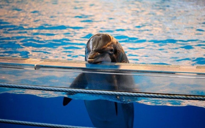 Підпиши петицію: кияни вимагають заборонити дельфінарії