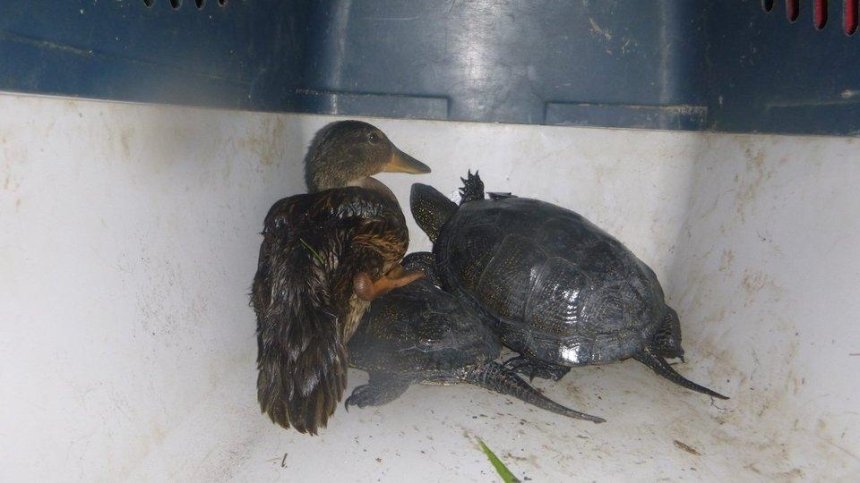В столичном парке из колодца спасли утенка и двух черепах (фото)