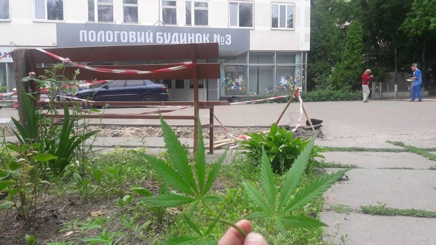 В Киеве возле роддома растет конопля (фото)