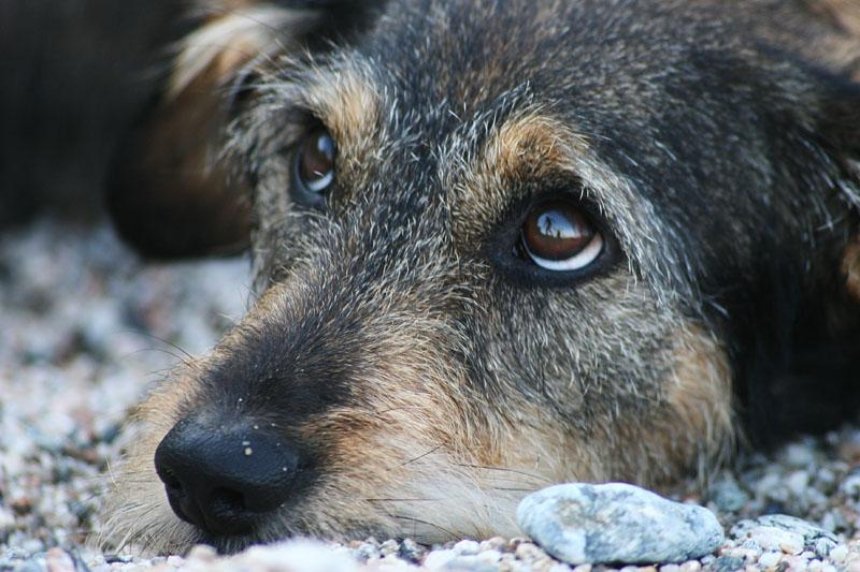 На Киевщине отравили собаку, которую любил весь двор