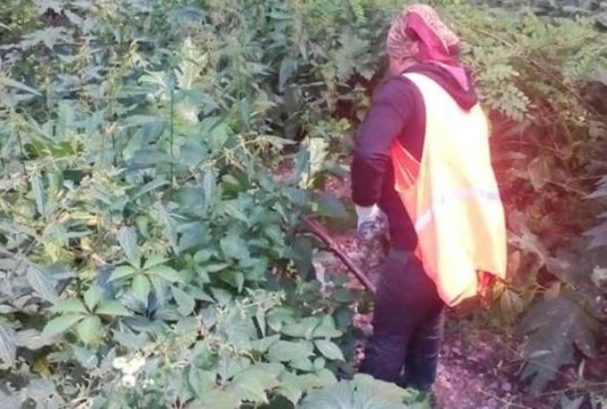 В Голосеевском парке начали уничтожать ядовитый  борщевик (фото, видео)