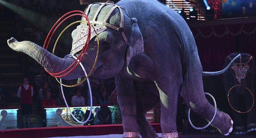 Подпиши петицию: киевляне предлагают  запретить использовать животных в цирке