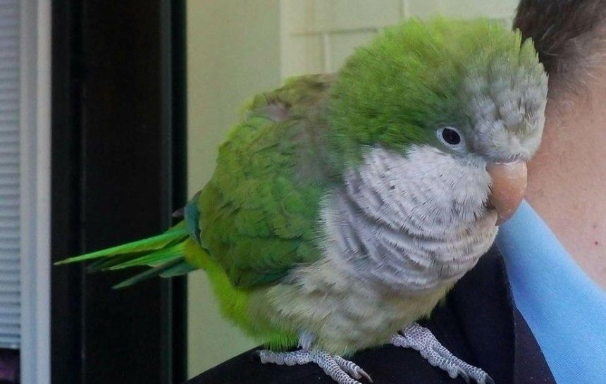 Пернатий емігрант: Американський дім шукає власників милого папуги
