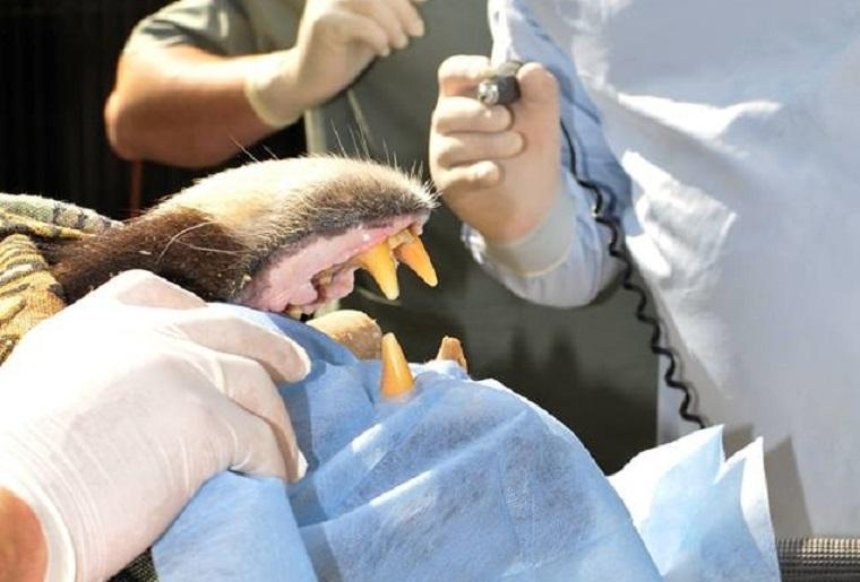 В Киевском зоопарке медведю полечили зубы и сделали маникюр (фото)