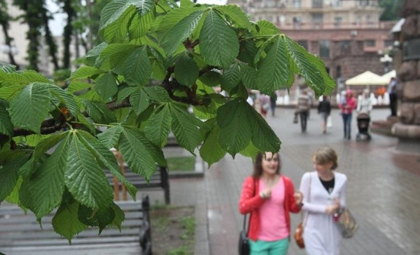 Жителям столицы предлагают проголосовать за деревья на Крещатике