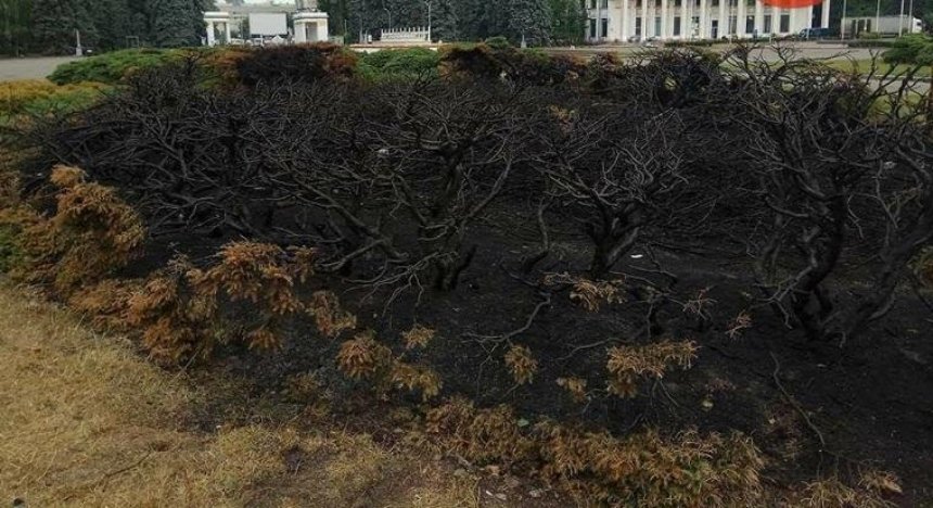 Неизвестные сожгли кустарники на ВДНГ (фото)