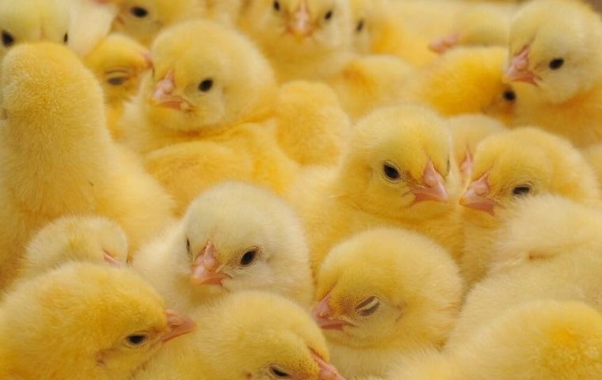 В Грузии из выкинутых на помойку яиц вылупились сотни цыплят (видео)