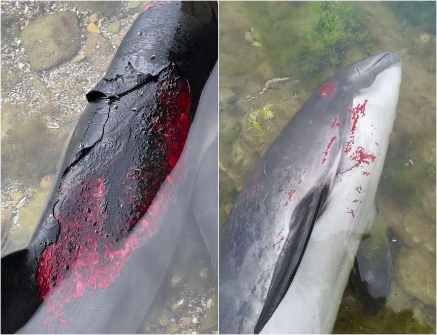 В Чорному морі гинуть дельфіни