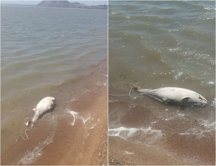 В Азовському морі гинуть дельфіни